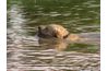 La natation est un excellent exercice pour un Labrador arthritique.