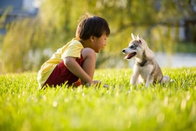 Boy et le chien sur l'herbe