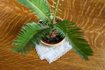 Comment prendre soin d'un Sago Palm