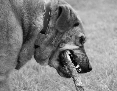 Mâcher certains aliments, des friandises et des jouets permet un nettoyage naturel pour un chien's teeth.