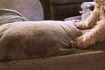Comment nettoyer l'urine de coussins du canapé