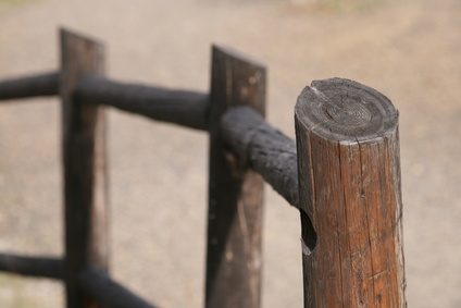 Arbres taillés peuvent être utilisés pour des poteaux de clôture.