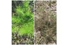 Stink mauvaises herbes avant et après la pulvérisation avec une solution de vinaigre de contrôle des mauvaises herbes