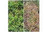 Oxalis avant et après la pulvérisation avec le tueur vinaigre de mauvaises herbes