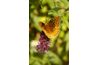 Lilas sont bons spécimens pour les jardins de papillons.
