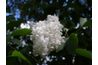 Arbustes lilas établies peuvent être vieux de plusieurs siècles.