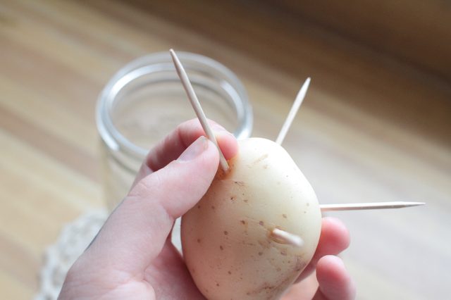 Insérer des cure-dents dans votre pomme de terre.