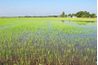 Riziculteurs commerical garder les plants de riz immergés dans huit pouces d'eau ou plus que les plantes poussent.