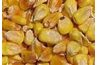 Le maïs semence Kernels