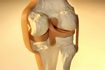 Le cartilage est un tissu conjonctif solide mais souple qui empêche le frottement des os dans les articulations.