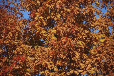 Red détail de chêne à l'automne