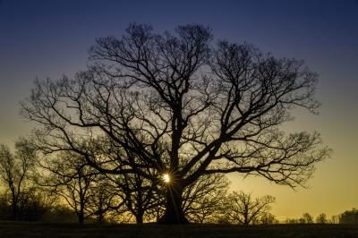 Massive arbre White Oak au coucher du soleil