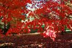 L'érable rouge dispose d'un, le vrai rouge vif à l'automne