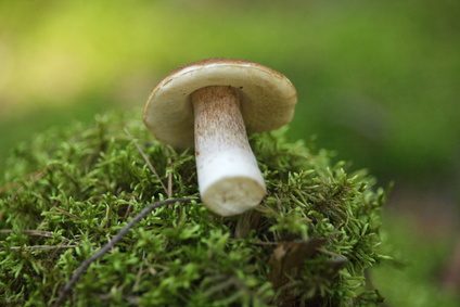 Les champignons poussent sauvages dans le Michigan.