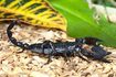 Scorpions sont souvent un visiteur indésirable dans la maison.