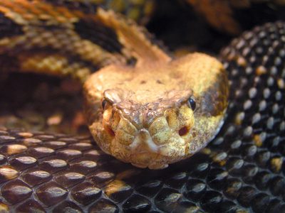 Certains types de serpents peut être illégal de tuer.
