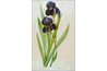 Iris florentina - source de racine d'iris