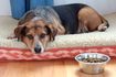 Comment faire un chien malade manger de la nourriture