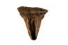 Notez les couleurs marron et noir de cette dent fossile.
