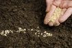 plantation manuelle des graines dans le sol