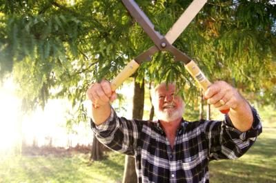 Un homme versions une branche de pin avec une tondeuse.
