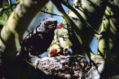 Un oiseau se nourrit de baies à ses poussins dans un pin.