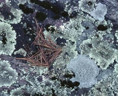 Aiguilles de pin mortes tombent sur le sol de champignon couvert.