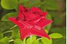 Assurez-vous que les feuilles sur ta rose sont exempts de moisissure ou de la présence de bogues.