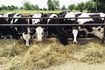 Un groupe de vaches qui mangent du foin fourni au ranch en plein air.