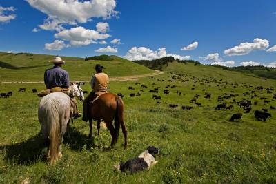 Deux éleveurs sur les chevaux regardent un troupeau de bovins.