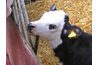 Les ventes de veau augmenter les profits laitiers.