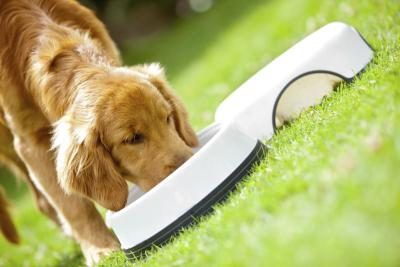 Vous pouvez ajouter des vitamines à votre chien's diet.