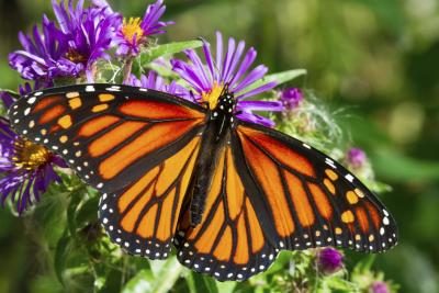 Un papillon monarque déploie ses ailes sur une fleur pourpre.