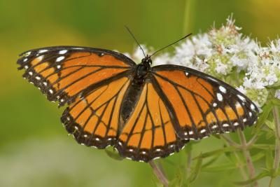 Un papillon de vice-roi boit le nectar d'une fleur avec les ailes déployées.