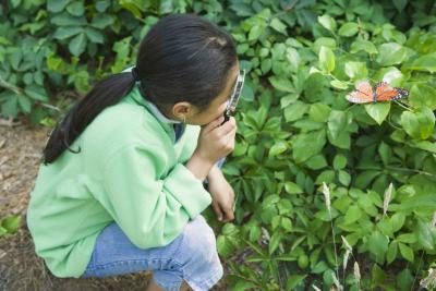 Une jeune fille regarde un papillon à travers une loupe.