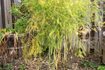 Comment préparer les plantes d'asperges pour l'hiver