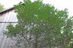 Comment Coupez Envahi par la végétation Holly Trees