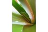 Aloe vera apaise les plaies de la peau et guérit. Il est également un toner naturel.