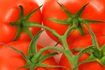 Les tomates parfaits nécessitent une quantité suffisante d'eau.