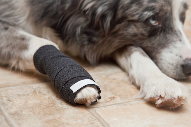 Comment Bandage un chien's Broken Toe