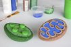 Comment construire un modèle 3D de biologie cellulaire Projets mitochondries & amp; Chloroplaste