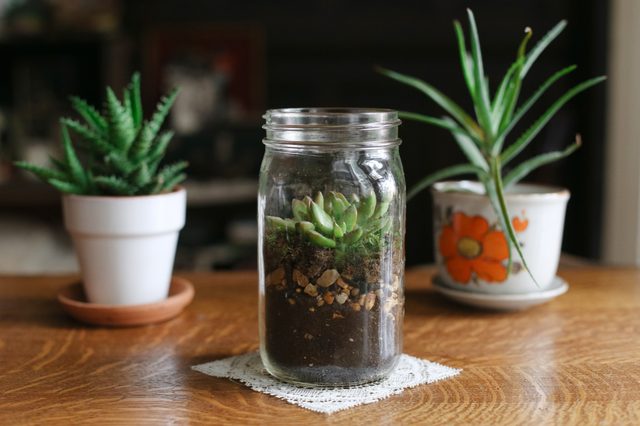 Comment construire un terrarium avec des plantes succulentes