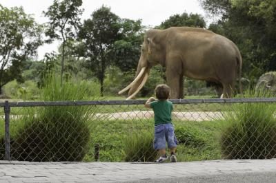 petit garçon regardant éléphant au zoo