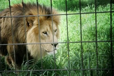 lion dans la cage de zoo