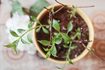 Comment prendre soin d'un hortensia plante en pot