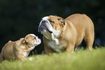 Avec des soins appropriés, vos chiots bulldog nouveau-nés peuvent devenir des adultes sains.