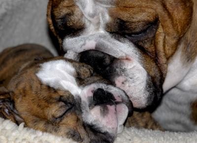 Bulldog mère et chiot