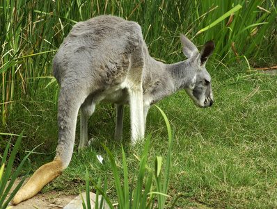 Marsupiaux don't rely on a placenta as much as humans do.