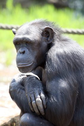 Les chimpanzés sont nos plus proches parents vivants.