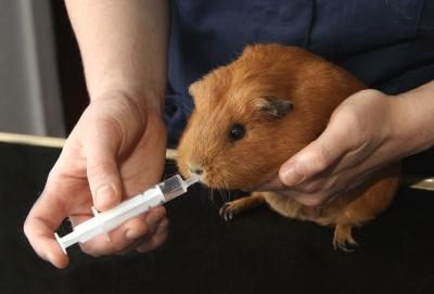 Vétérinaires sont en charge de fournir à votre animal avec la bonne dose de médicament.